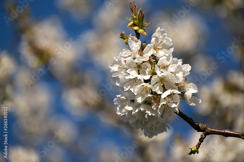 White cherry blossoms in spring. Blue sky.