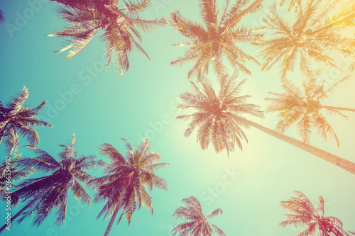 Wysokie królewskie palmy ustawiają się na jasnym błękitnym tropikalnym niebie