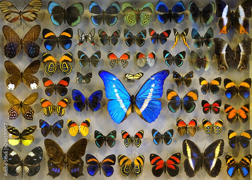 Collection of tropical butterflies. Morpho is genus of butterflies, inhabitants of Central, South America, equator. different tropical butterflies on entomology collection. soft focus