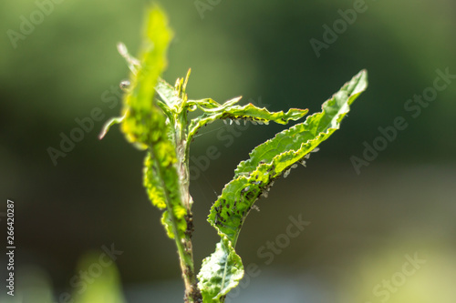 Skrzydlate mrówki obsiadły młody zielony pęd rośliny. 