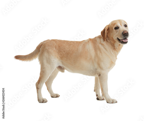 Yellow labrador retriever standing on white background