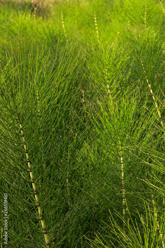 felce equiseto (Equisetum telmateja) o coda cavallina