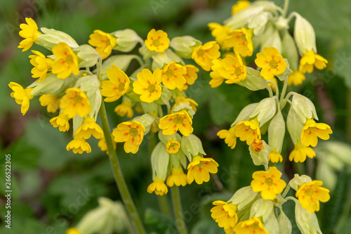 Macrophotographie de fleur sauvage - Primula veris