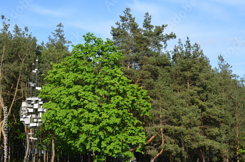 Foto Szymon Sobieniak