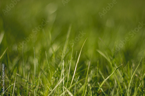 Juicy and bright green grass.Close up. Green grass background. The texture of the grass