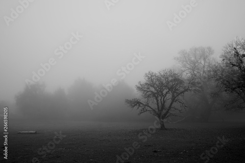 Paisaje niebla terror