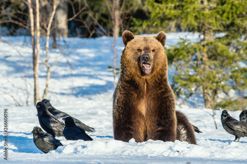 Brown Bear and ravens on a snow-covered swamp in the spring forest. Sunset light. Eurasian brown bear, Scientific name: Ursus arctos arctos. Natural habitat.