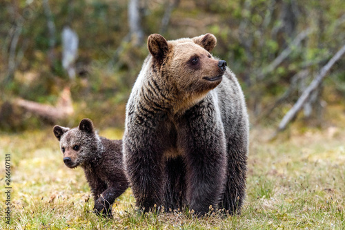 Bear cubs with mother she-bear in the spring forest. Bear family of Brown Bear. Scientific name: Ursus arctos.