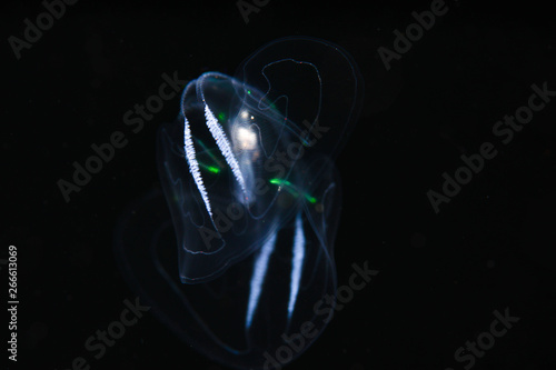 blackwater jellyfish