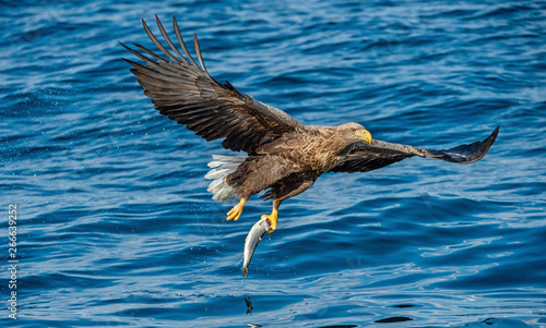 Adult White-tailed eagle fishing. Blue Ocean Background. Scientific name: Haliaeetus albicilla, also known as the ern, erne, gray eagle, Eurasian sea eagle and white-tailed sea-eagle.