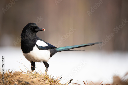 Magpie, Pica pica