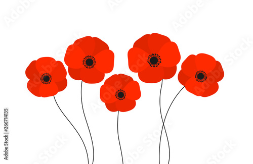 Red poppies flowers isolated on white background.