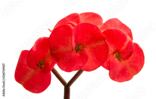 crown-of-thorns isolated