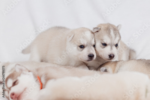 playful siberian husky puppies 1 month