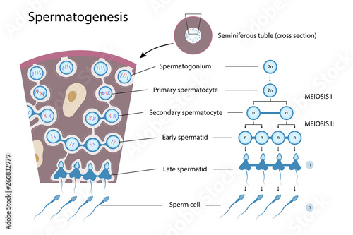 Spermatogenesis, Vector diagram for your design, educational, science and medical