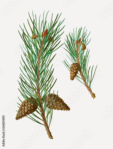 Scots pine conifer cones
