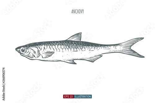 Hand drawn anchovy fish isolated. Engraved style vector illustration. Template for your design works.