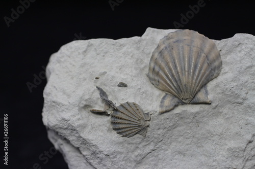 Fossilised pectinid shells (Radulopecten) from the Callovian/Oxfordian boundary of the Falaises des Vaches Noires (Normandy, France)