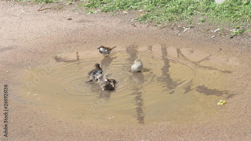  swimming sparrows in a puddle on a Sunny day 