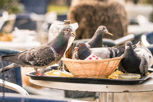 Pigeons eating chips left on a tray and basket at an outdoor bar in Amsterdam