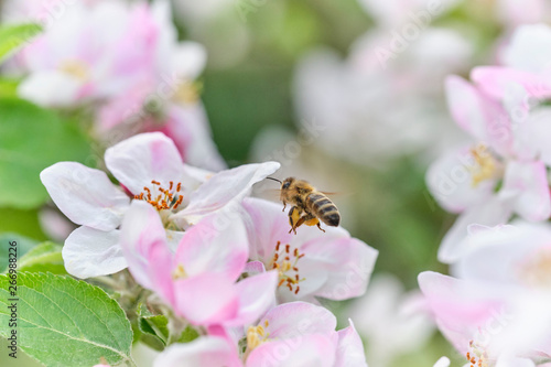 fleißige Biene Anflug auf Apfelblüte mit vielen Pollen – sammelt – bestäubt 11