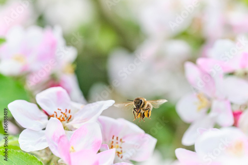 fleißige Biene 09