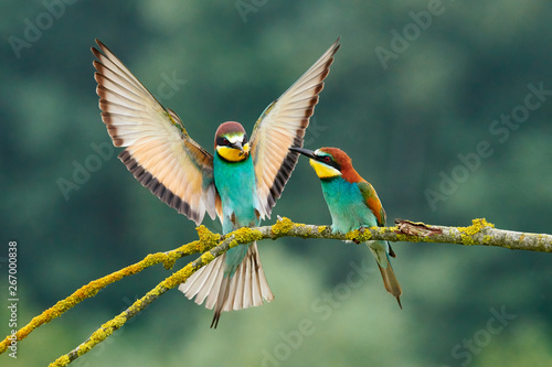 European bee-eater (Merops apiaster).