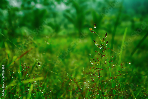 grass flower with dew drops after rain ,fresh spring nature wallpaper background
