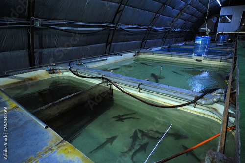At an indoor fishery: hall with temperature control system and tanks with adult sturgeon fishes inside