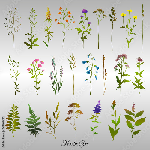 Set of colored meadow herbs and flowers. Design floral elements. Vector illustration.