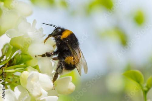 close up of bumblebee on white acacia blossoming