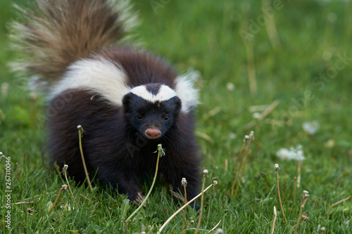 Humboldt's hog-nosed skunk (Conepatus humboldti) searching for food in Valle Chacabuco, Patagonia, Chile