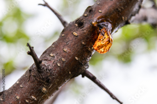 Solid sap of the tree on the trunk close-up.