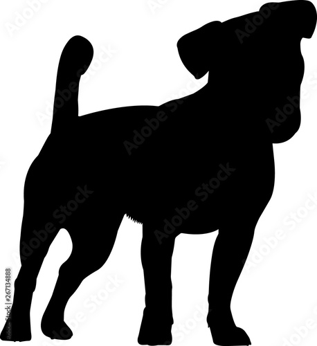 Jack Russell Terrier 7 isolated vector silhouette