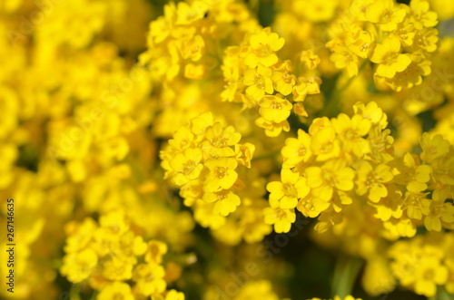 Smagliczka skalna, kwitnąca na zółto, Aurinia saxatilis