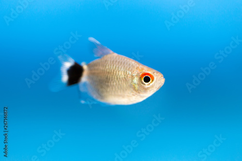 Aquarium fish Red-eyed tetra Moenkhausia sanctaefilomenae Monk Tetra