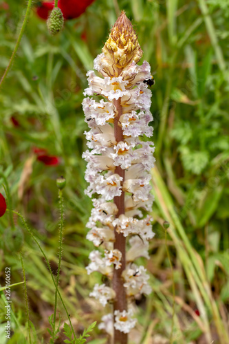 Wild endemic flower; Orobanche plant in nature
