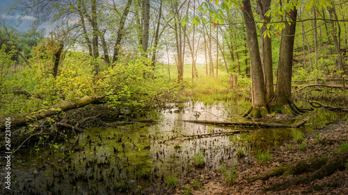 Panoramic view of a vernal pond on an early spring morning