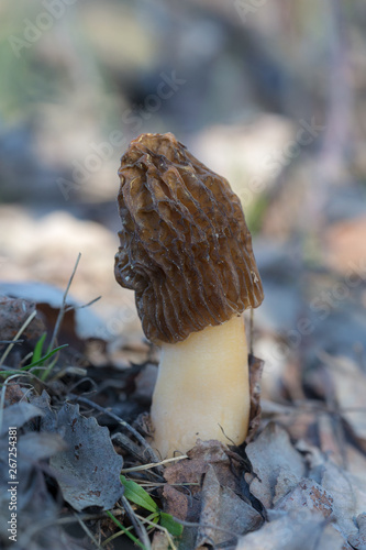 morel in the forest