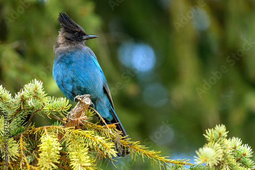 Steller's jay (Cyanocitta stelleri) perching on fir bough in Ernest Calloway Manning park, British Columbia, Canada