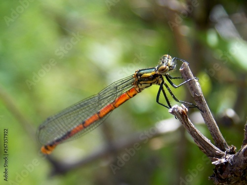 a dragonfly on a sheet