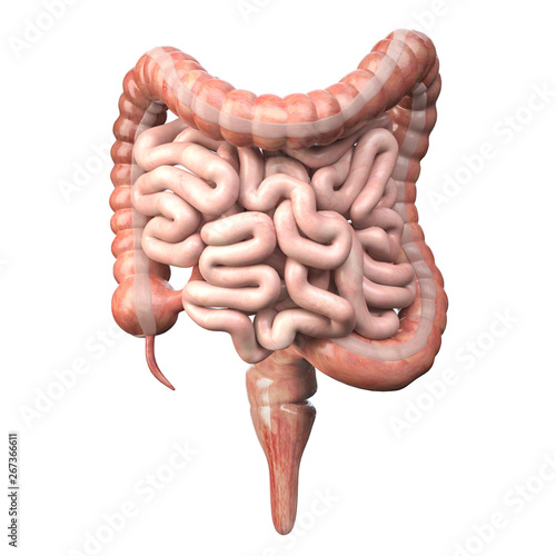 Large and small Intestineisolated on white. Human digestive system anatomy. Gastrointestinal tract.