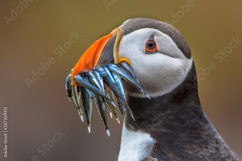 Puffin with beak full of fish