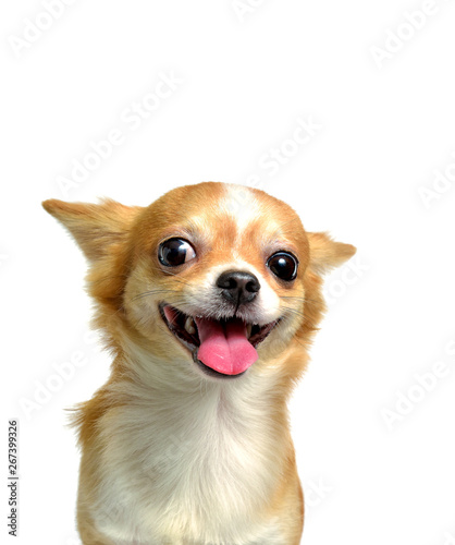 Chihuahua dog, a brown male on a white background