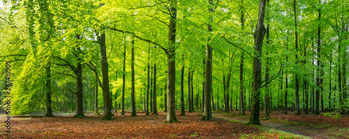 bright green springtime in a beech forest, Epe, Veluwe, Gelderland, The Netherlands