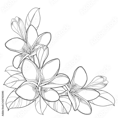 Corner bouquet of outline Plumeria or Frangipani flower bunch, bud and ornate leaf in black isolated on white background.