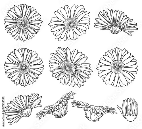 Set with outline Gerbera or Gerber flower head and ornate bud in black isolated on white background.