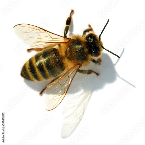 bee or honeybee or honey bee isolated on the white