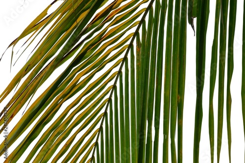 Green brown tropical coconut leaves on white isolated background for backdrop pattern 