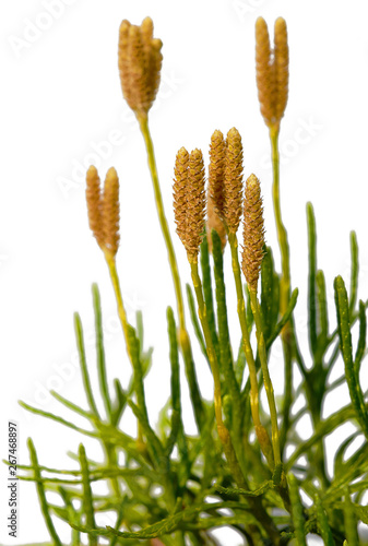 Lycopodium on white background, isolated, closeup